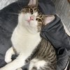 Mr Mau