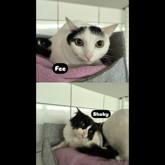 Shaky & Fee