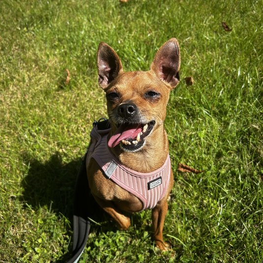 Stella