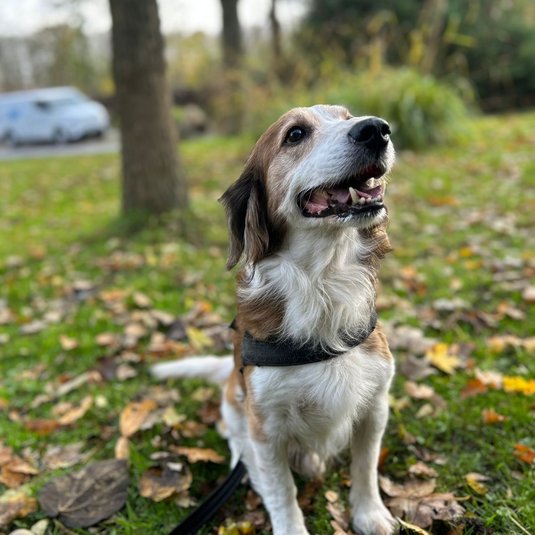 Balu