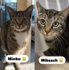 Minka & Mikesch