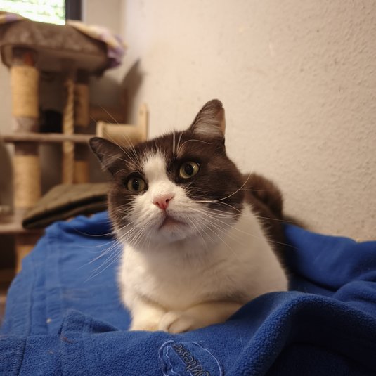Balu