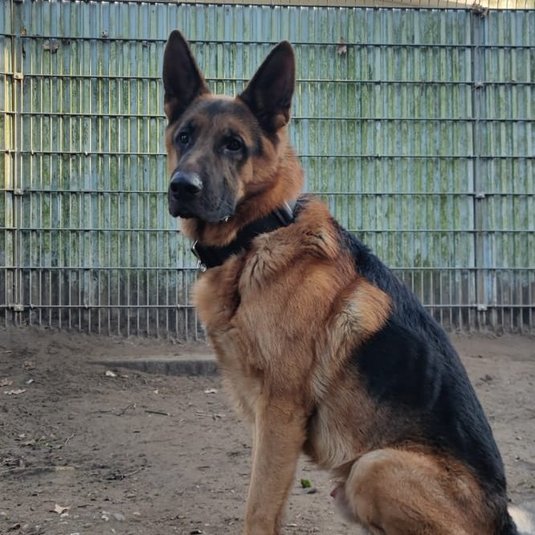 Rex